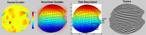 amoeba_training_examples